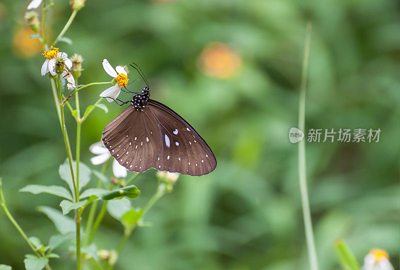 雄性条纹蓝鸦蝶(Euploea Mulciber)，摄于香港